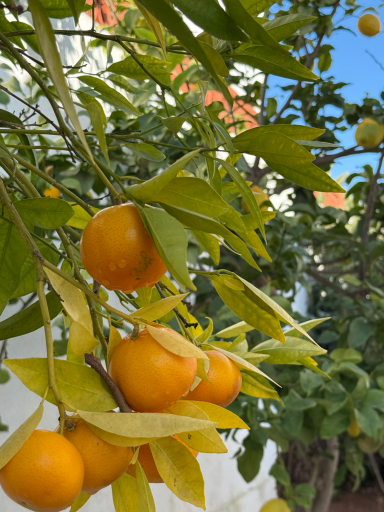 Mandarinenbaum